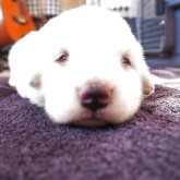 グレートピレニーズ