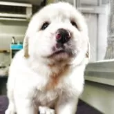 グレートピレニーズ【栃木県・女の子・2025年8月8日・ホワイト】の写真2