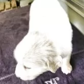 グレートピレニーズ【栃木県・女の子・2025年8月8日・ホワイト】の写真4