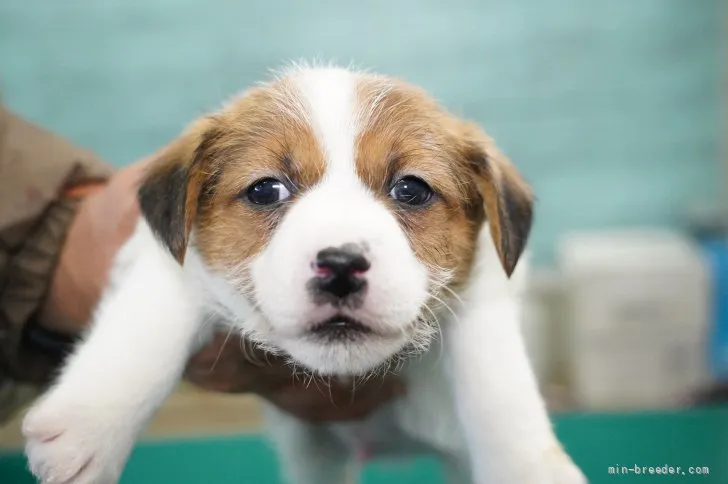 ID:2112-01333の子犬