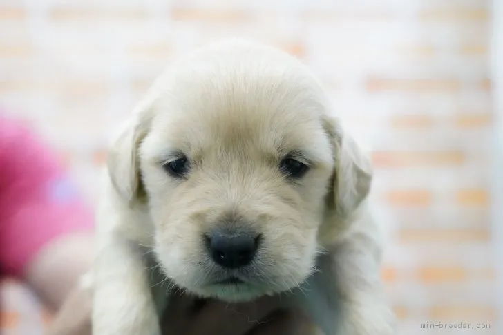 ID:2105-02324の子犬