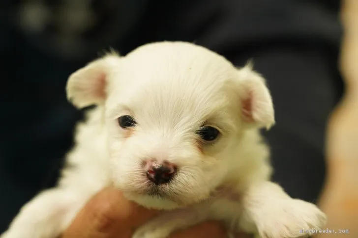 ID：2104-00917の子犬