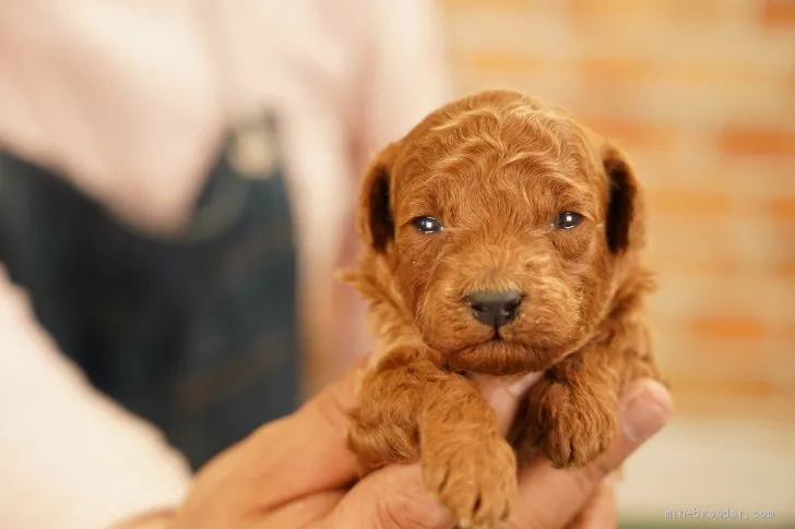 ゴリパパ 様のお迎えした子犬