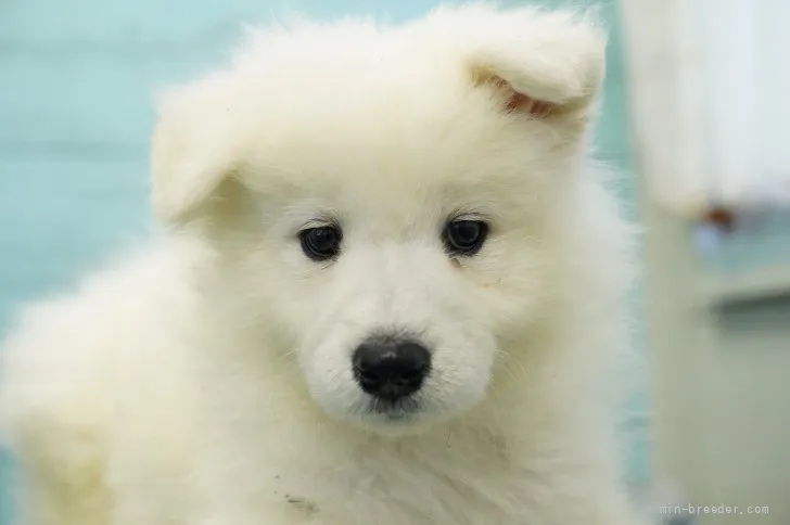 take 様のお迎えした子犬