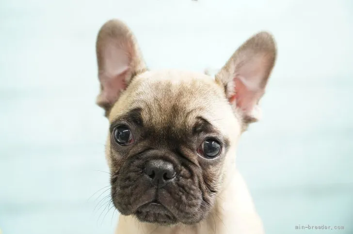 ID：2107-00145の子犬