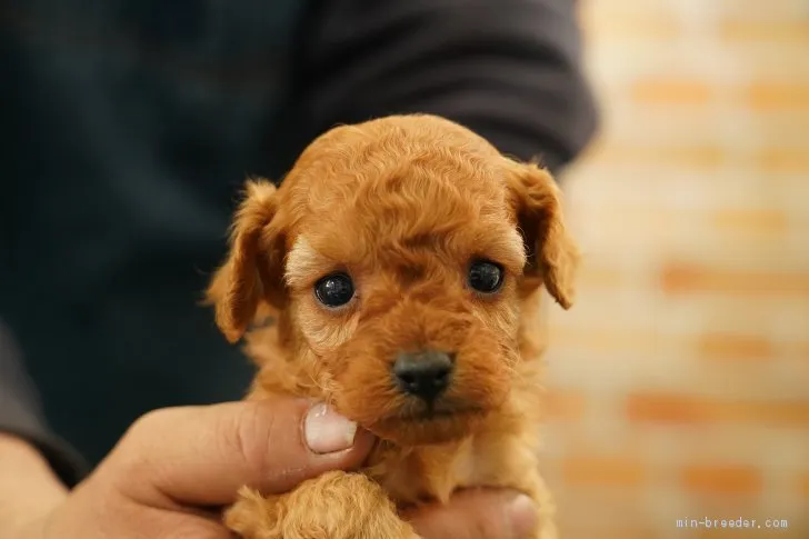 てつ 様のお迎えした子犬
