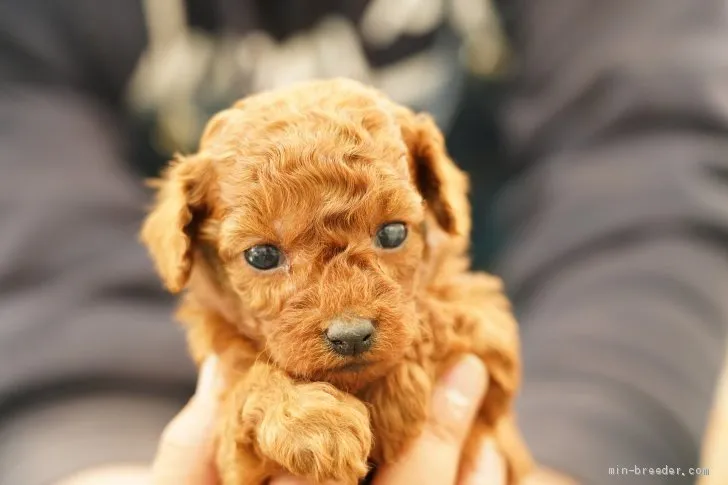 T.Ｉ 様のお迎えした子犬