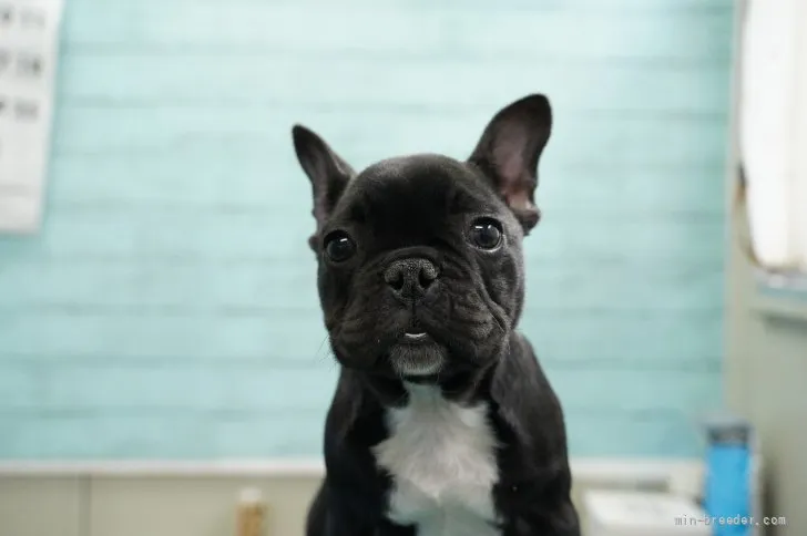 ID：2110-01942の子犬