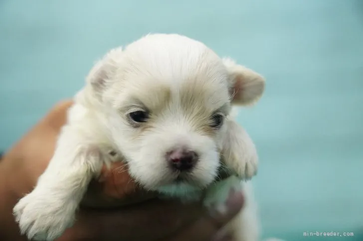 ID：2111-01718の子犬