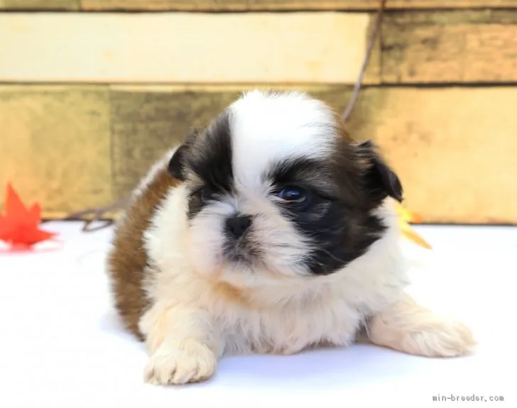 ID：1910-02026の子犬