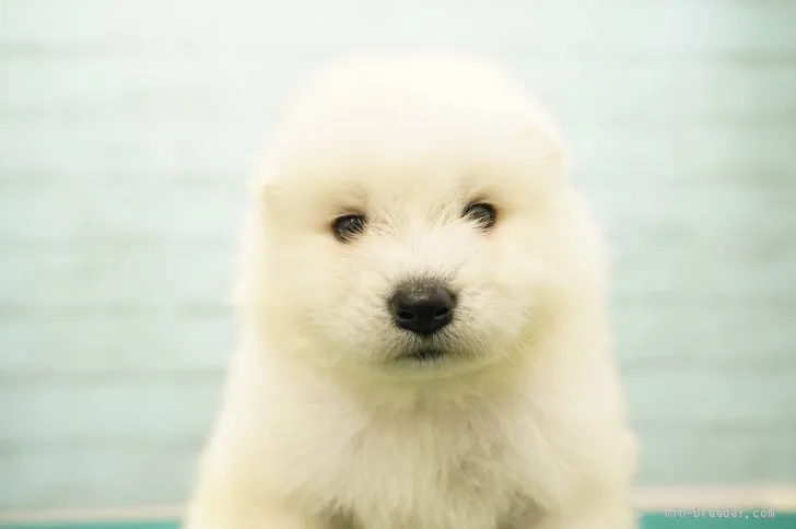 ID:2110-00121の子犬