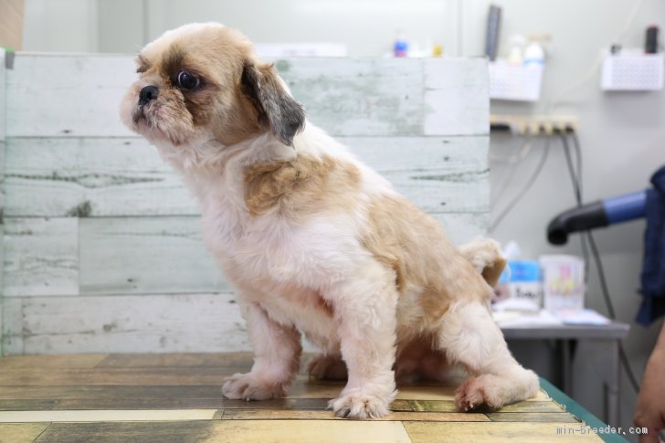 シーズー【・男の子・2018年7月18日・ゴールド&amp;ホワイト】「人見知りなく良い子です！」