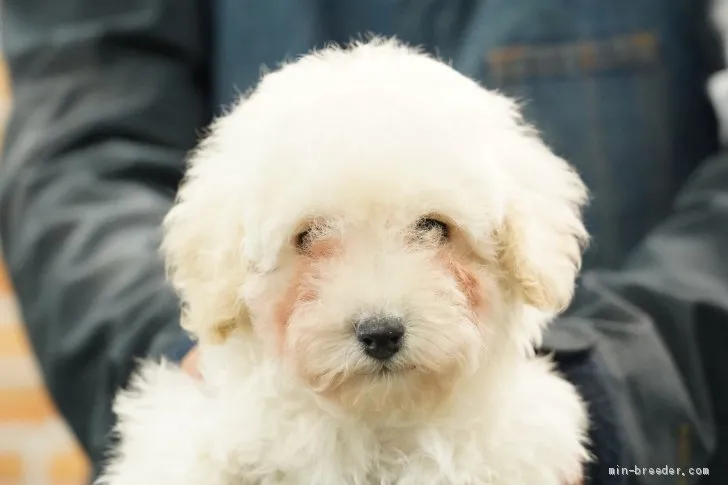 ID：2012-02200の子犬