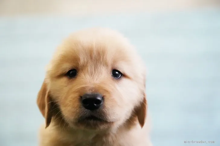 ブリオ 様のお迎えした子犬