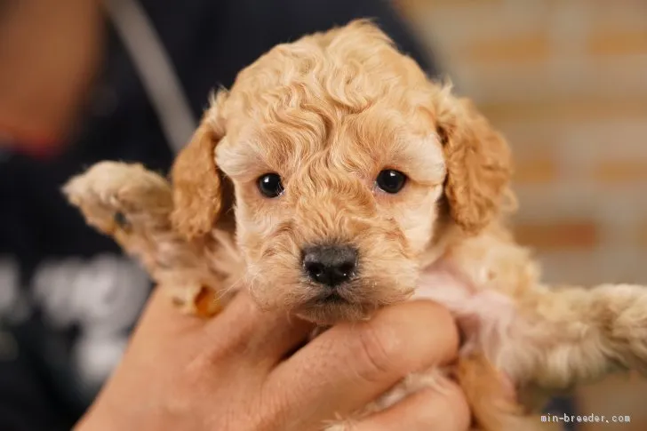 トモスケ 様のお迎えした子犬