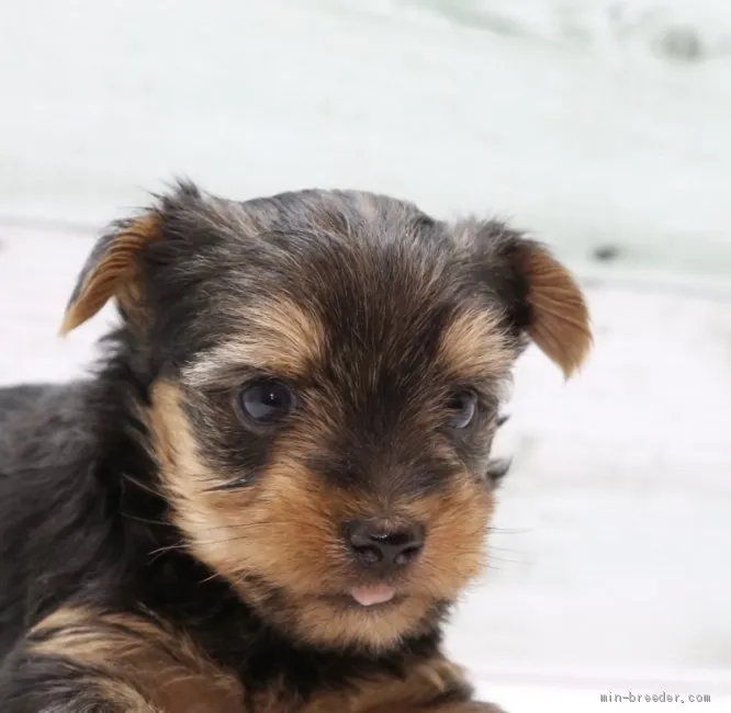 ID:2001-00902の子犬