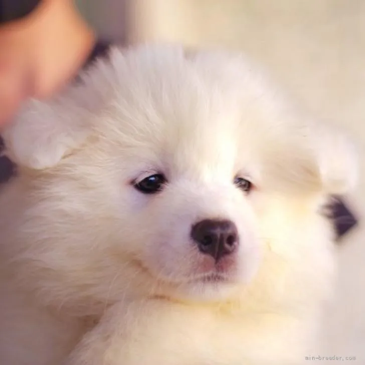 ID:2204-04216の子犬