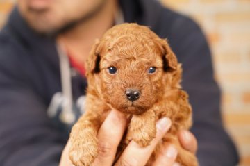 トイプードル(トイ)【栃木県・男の子・2021年2月25日・レッド】の写真「人気のTプードル　レッド　真っ赤っかですよ！」
