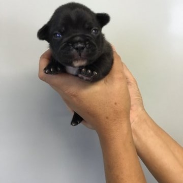 フレンチブルドッグ【栃木県・男の子・2018年9月12日・ブリンドル】の写真「父犬 インター直仔 セクシー系統。」