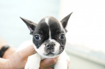フレンチブルドッグ【栃木県・男の子・2021年9月18日・パイド】の写真「ヨーロッパタイプ父親外産CHハート柄11/25撮影」