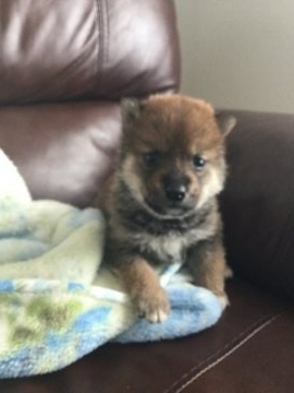 柴犬(標準サイズ)【栃木県・男の子・2017年1月9日・赤】の写真「かわいい柴犬の男の子です。」