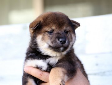 柴犬(標準サイズ)【栃木県・男の子・2020年2月1日・赤】の写真「親共に遺伝子クリア！小振りな柴犬男の子！!」