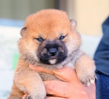 柴犬(標準サイズ)【栃木県・男の子・2020年2月1日・赤】の写真「綺麗な色の男の子！両親共に遺伝子クリアです👍」