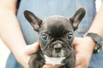 フレンチブルドッグ【栃木県・男の子・2021年4月22日・ブリンドル】の写真「良血統フレブルいかがでしょうか」