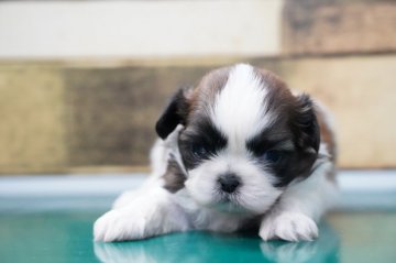 シーズー【栃木県・男の子・2020年8月24日・ホワイト&ゴールド】の写真「シーズーなのにキリリとしたイケメンです笑」