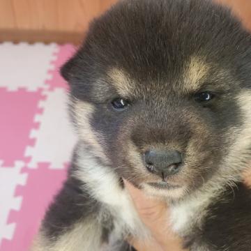 柴犬(標準サイズ)【栃木県・男の子・2022年10月10日・ブラックタン】の写真「タヌキ三兄弟❗ポンポコリン」