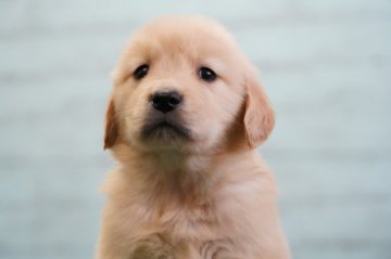 ゴールデンレトリバー【栃木県・女の子・2020年9月25日・ゴールド】の写真「超優良血統」