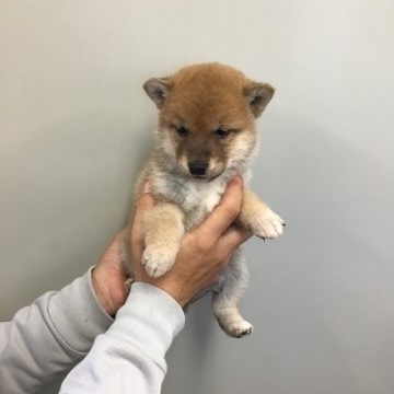 柴犬(標準サイズ)【栃木県・女の子・2018年10月31日・赤柴】の写真「可愛い赤柴ちゃん」