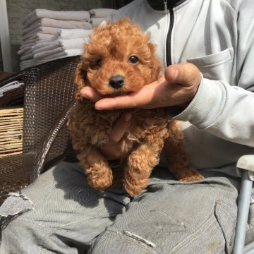 トイプードル(トイ)【栃木県・男の子・2019年2月11日・レッド】の写真「大人しい男の子」