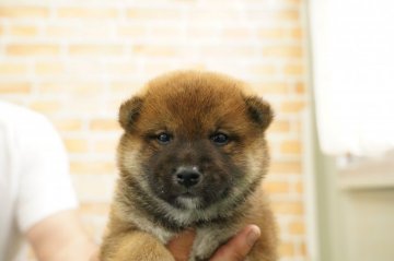 柴犬(標準サイズ)【栃木県・男の子・2021年4月25日・赤】の写真「小ぶりでタヌキ顔」