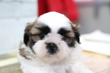 シーズー【栃木県・男の子・2020年5月18日・ホワイト&ゴールド】の写真「色柄最高です！※両親共に遺伝子検査クリアです！」