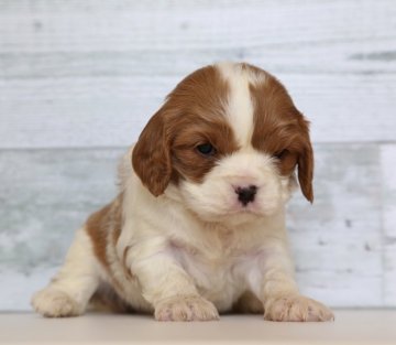 キャバリア【栃木県・男の子・2019年12月25日・ブレンハイム】の写真「綺麗な配色　キャバリア　男の子」