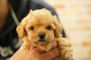 トイプードル(トイ)【栃木県・女の子・2021年2月14日・アプリコット】の写真「色綺麗　サイズよし　顔可愛い❤️」