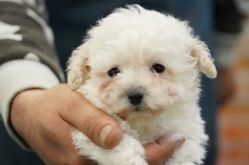 トイプードル(ティーカップ)【栃木県・男の子・2020年11月22日・ホワイト】の写真「良血統　極小サイズ❣️」