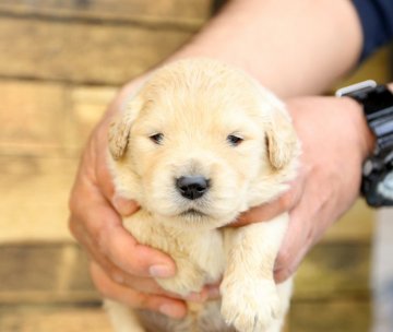 ゴールデンレトリバー【栃木県・女の子・2020年3月24日・ゴールド】の写真「良血統　人気のGR 女の子❤️ですよ」
