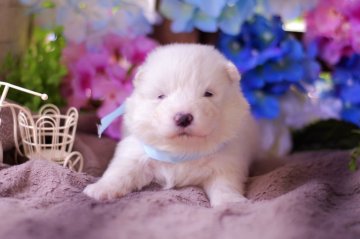 サモエド【栃木県・男の子・2022年4月12日・ホワイト】の写真「水色リボン🎀ふわふわ男の子♪」