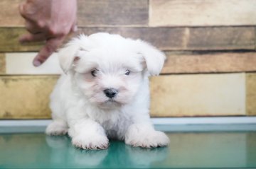 マルチーズ【栃木県・男の子・2020年8月1日・ホワイト】の写真「小振りです」