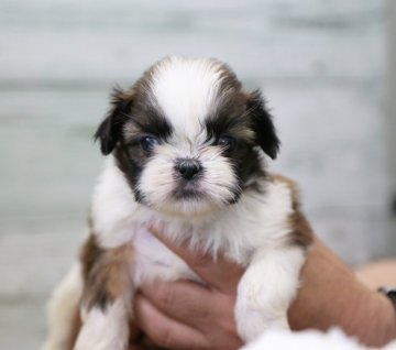 シーズー【栃木県・女の子・2020年4月1日・ゴールド&ホワイト】の写真「小振り／女の子／柄綺麗！」