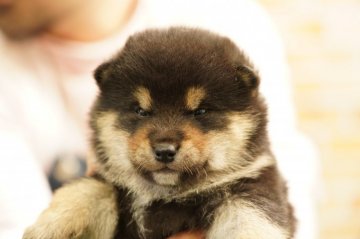柴犬(標準サイズ)【栃木県・男の子・2021年2月5日・黒】の写真「柴犬らしい良いお顔」