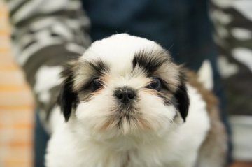 シーズー【栃木県・男の子・2020年12月10日・ゴールド&ホワイト】の写真「綺麗な柄　小振り」