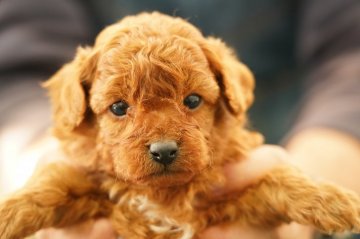 トイプードル(タイニー)【栃木県・男の子・2021年2月28日・レッド】の写真「胸に可愛いワンポイント」