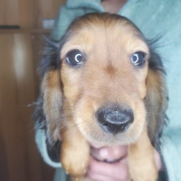 ミニチュアダックスフンド(ロング)【栃木県・男の子・2022年10月12日・レッド】の写真「お父さんチャンピオン」