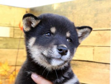 柴犬(標準サイズ)【栃木県・女の子・2019年9月5日・黒】の写真「小ぶりで可愛い黒柴ちゃん！女の子」