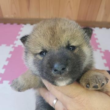 柴犬(標準サイズ)【栃木県・男の子・2022年10月10日・赤】の写真「赤タヌキ　ポンポコリン　可愛い男の子👟♂」