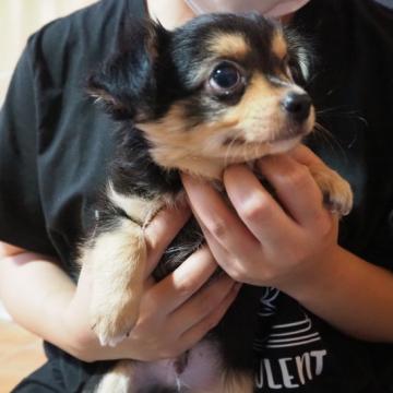 チワワ(ロング)【栃木県・男の子・2022年7月30日・ブラックタン】の写真「性格抜群可愛い子犬」