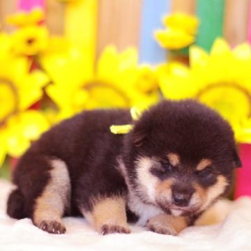 柴犬(標準サイズ)【栃木県・女の子・2022年6月28日・黒】の写真「黒柴♪女の子」